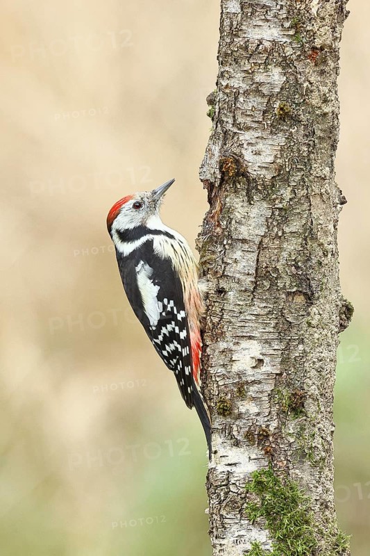 Middle spotted woodpecker (Dendrocopos medius) foraging on the trunk of a grey birch (Betula populifolia), Wilnsdorf, North Rhine-Westphalia, Germany