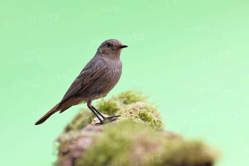 Black redstart (Phoenicurus ochruros), on a moss-covered tree stump in a garden, Wilnsdorf, North Rhine-Westphalia, Germany