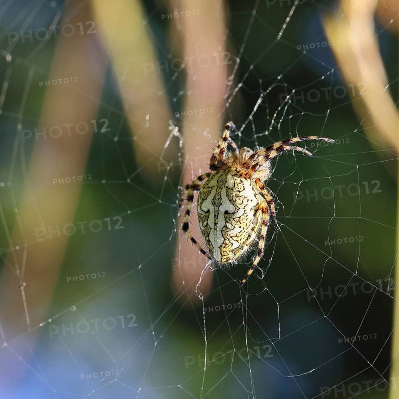 Aculepeira ceropegia, (Araneus ceropegia), macro photograph, spider, arachnid, Wilnsdorf, North Rhine-Westphalia, Germany