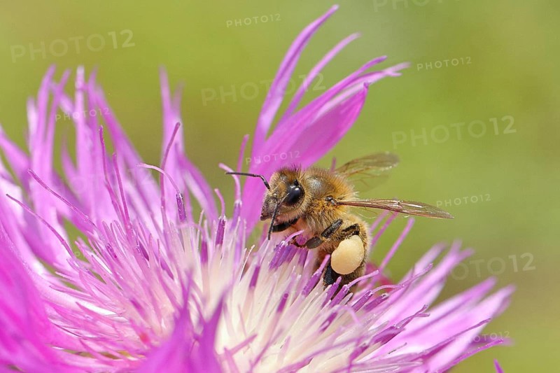 European honeybee (Apis mellifera), with pollen pollen, collecting nectar from a flower of the meadow knapweed or common knapweed (Centaurea jacea), macro photograph, Wilnsdorf, North Rhine-Westphalia, Germany
