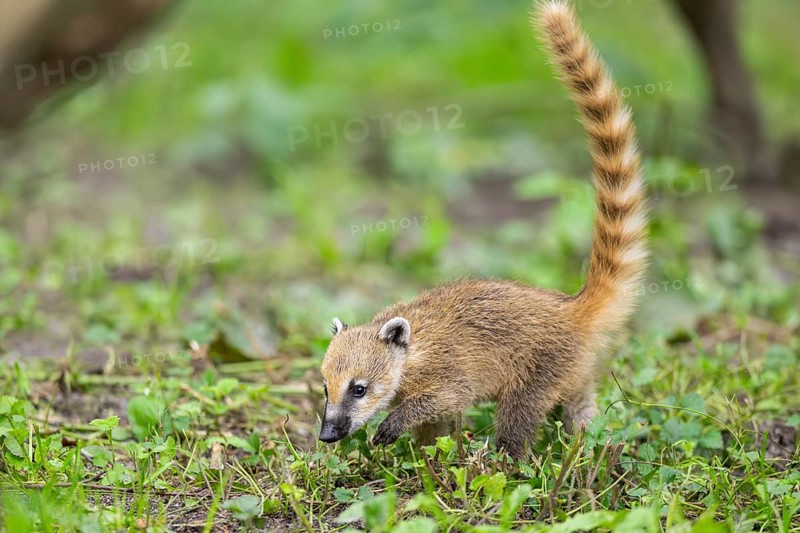South American coati (Nasua nasua) youngster walking on the ground, captive, Zoo Augsburg