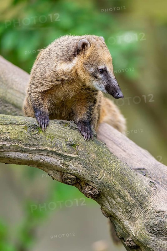 South American coati (Nasua nasua) on an old tree trunk, captive, Zoo Augsburg