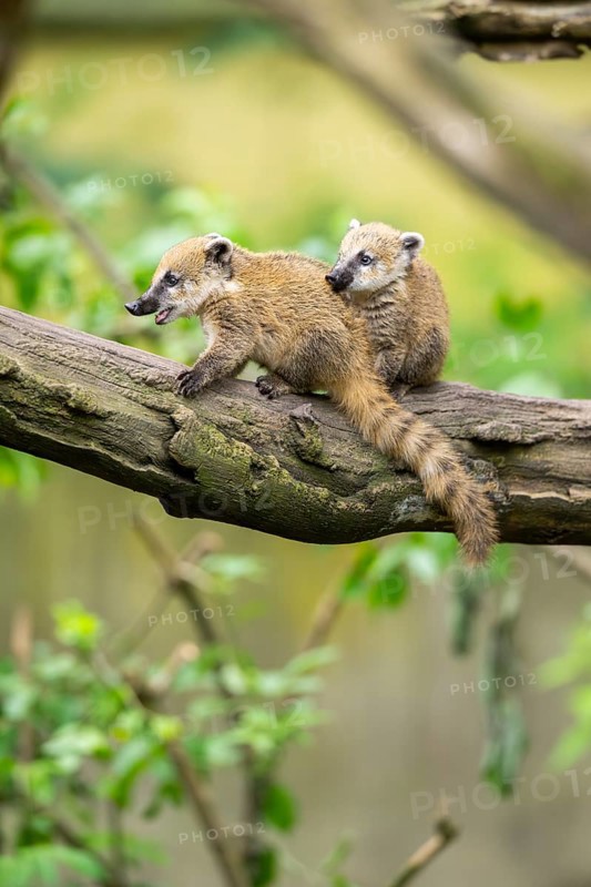 South American coati (Nasua nasua) youngsters on an old tree trunk, captive, Zoo Augsburg