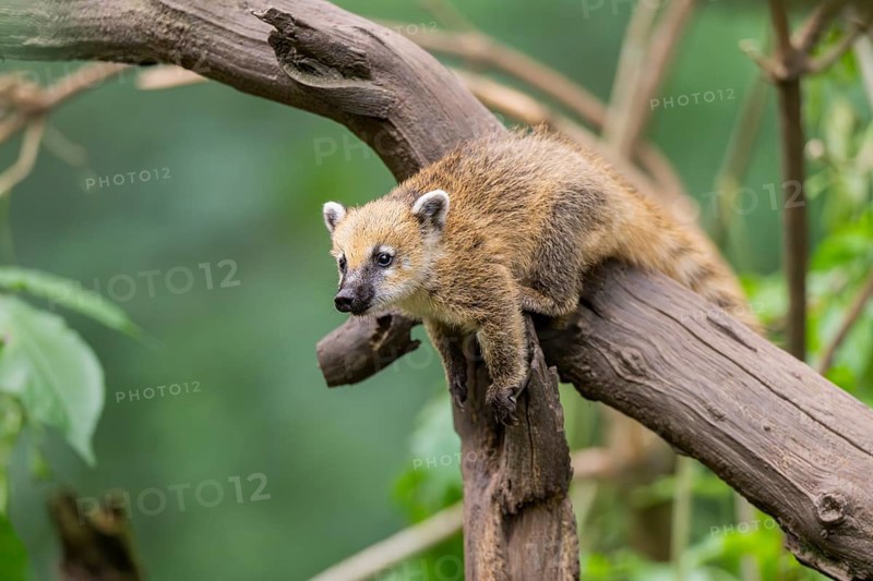 South American coati (Nasua nasua) youngster klimbing a little tree, captive, Zoo Augsburg