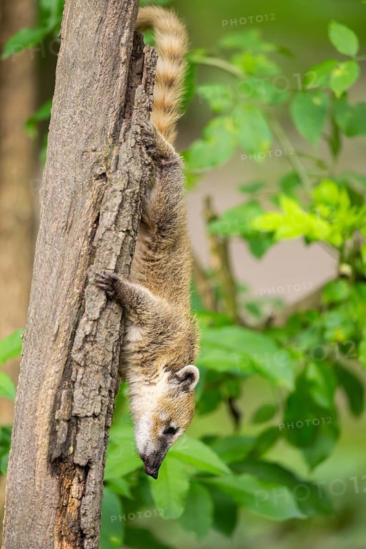 South American coati (Nasua nasua) youngster klimbing a little tree, captive, Zoo Augsburg