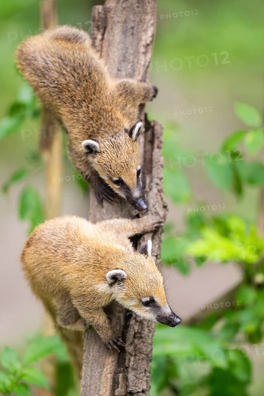 South American coati (Nasua nasua) youngsters klimbing in a tree, captive, Zoo Augsburg