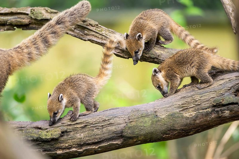 South American coati (Nasua nasua) youngsters on an old tree trunk, captive, Zoo Augsburg