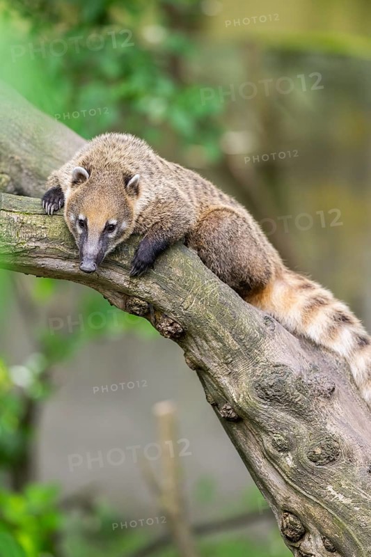 South American coati (Nasua nasua) on an old tree trunk, captive, Zoo Augsburg