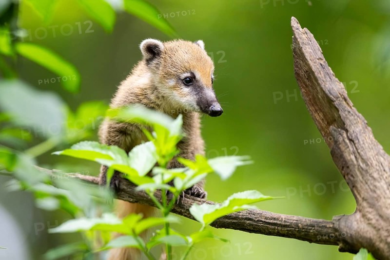 South American coati (Nasua nasua) youngster klimbing a little tree, captive, Zoo Augsburg