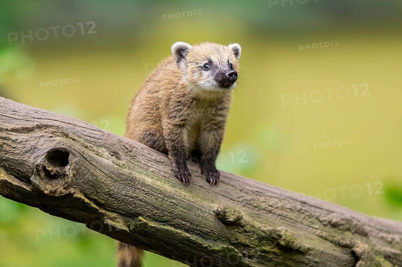 South American coati (Nasua nasua) youngster on an old tree trunk, captive, Zoo Augsburg