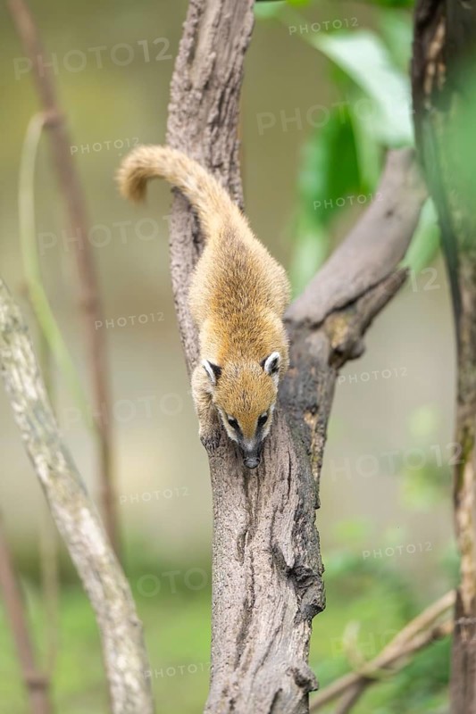 South American coati (Nasua nasua) youngster klimbing a little tree, captive, Zoo Augsburg
