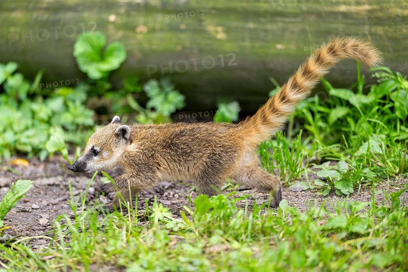 South American coati (Nasua nasua) youngster walking on the ground, captive, Zoo Augsburg