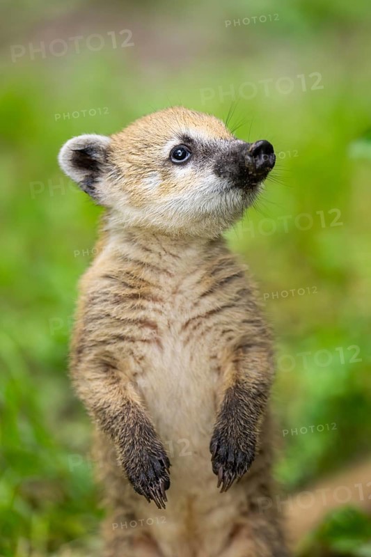 South American coati (Nasua nasua) youngster standing on the ground, captive, Zoo Augsburg
