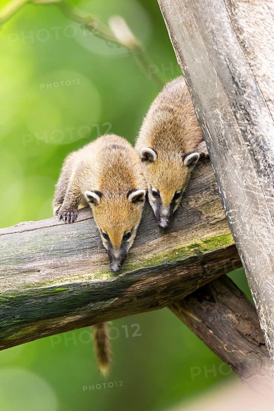 South American coati (Nasua nasua) youngsters on an old tree trunk, captive, Zoo Augsburg