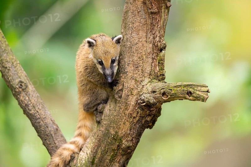 South American coati (Nasua nasua) youngster klimbing a little tree, captive, Zoo Augsburg