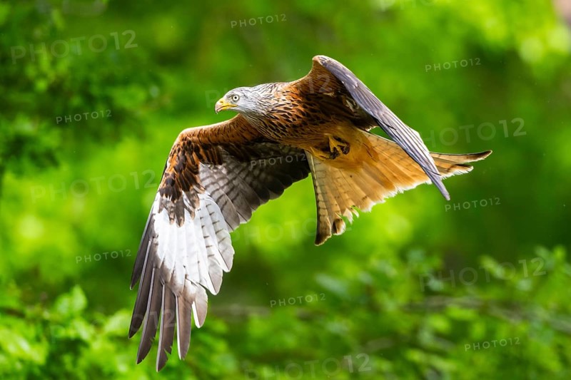 Red kite (Milvus milvus) flying in a forest in early summer, Bavaria, Germany