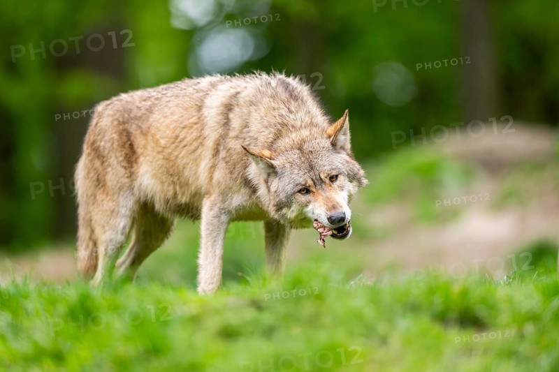 Eastern wolves (Canis lupus lycaon) standing on a meadow, Bavaria, Germany