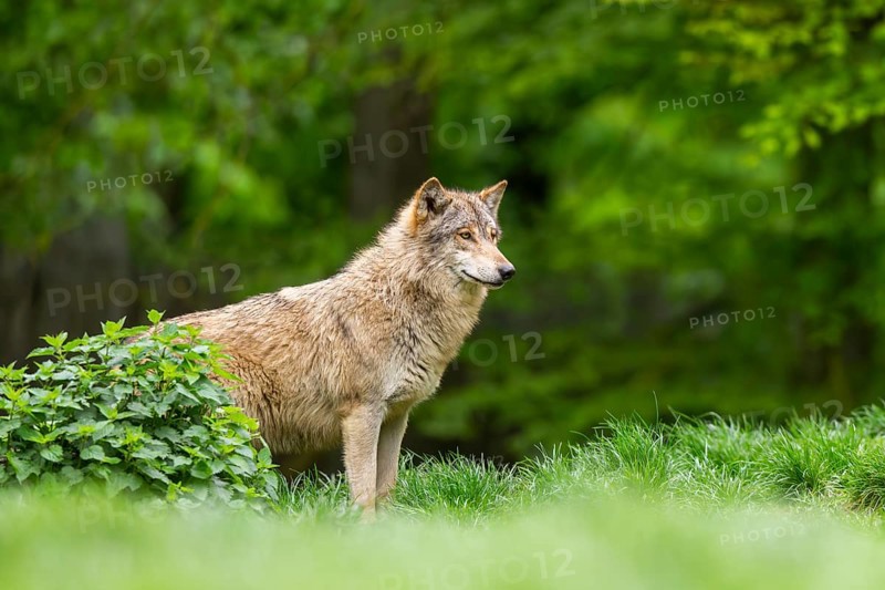 Eastern wolf (Canis lupus lycaon) standing on a meadow, Bavaria, Germany