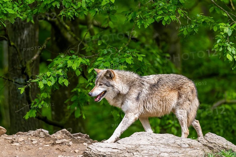 Eastern wolves (Canis lupus lycaon) walking on a little hill, Bavaria, Germany