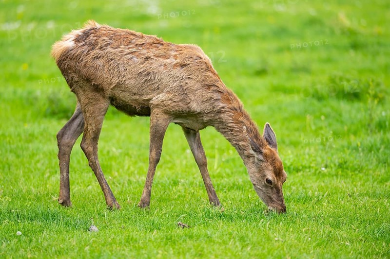 Red deer (Cervus elaphus) hind standing on a meadow, Bavaria, Germany