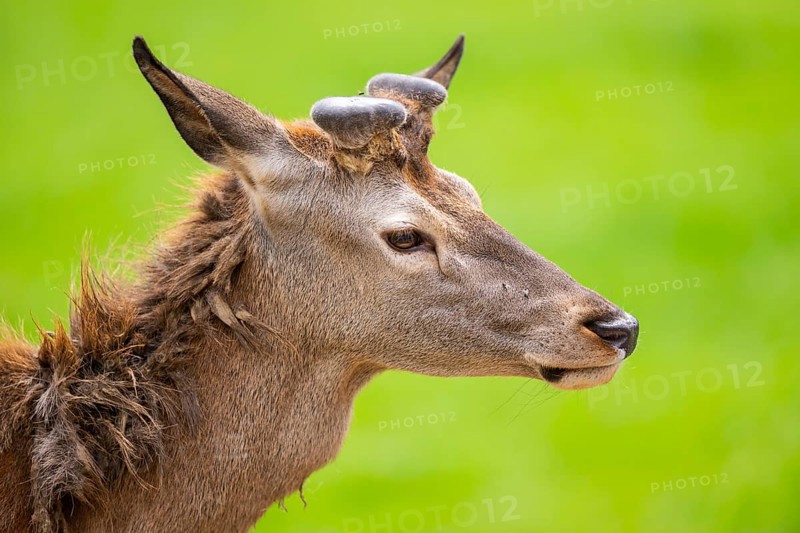 Red deer (Cervus elaphus) stag, portrait, Bavaria, Germany
