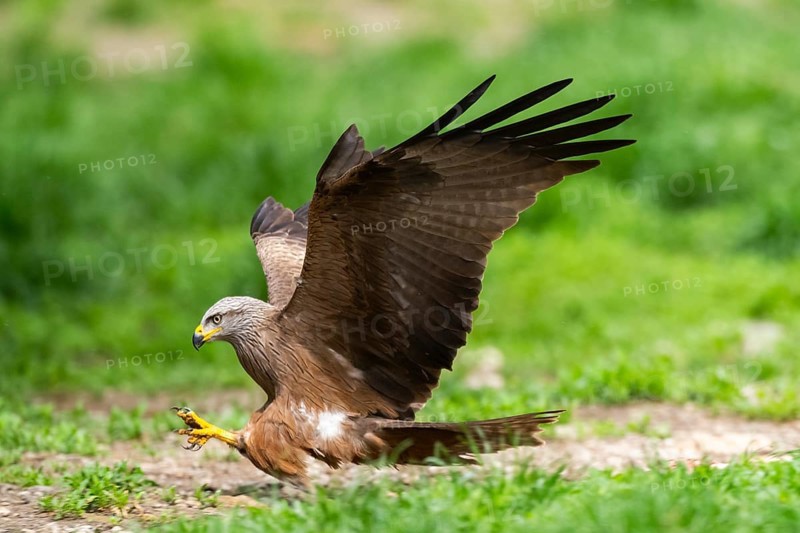 Black kite (Milvus migrans) landing on a meadow while hunting, wildlife, Bavaria, Germany
