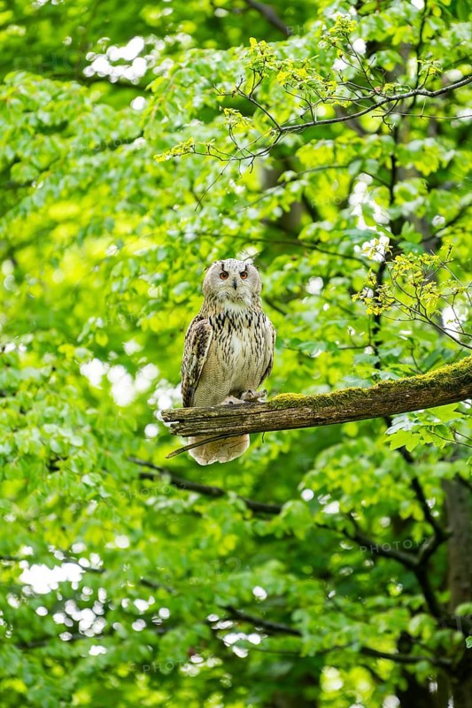 Western Siberian eagle-owl (Bubo bubo sibiricus) sitting on a tree, Bavaria, Germany