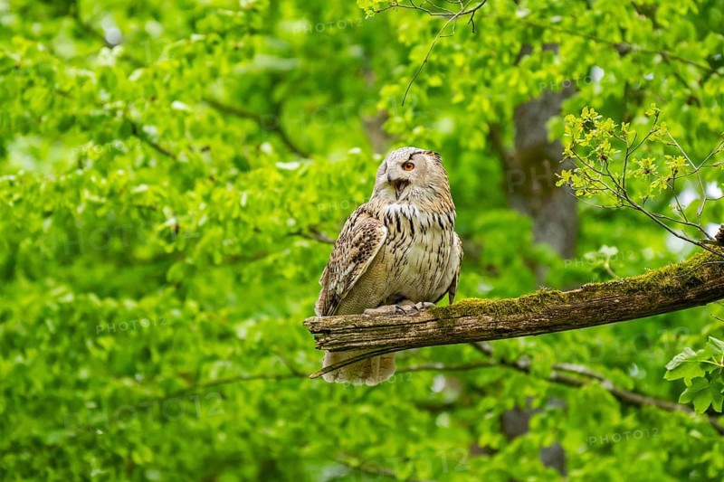Western Siberian eagle-owl (Bubo bubo sibiricus) sitting on a tree, captive, Bavaria, Germany