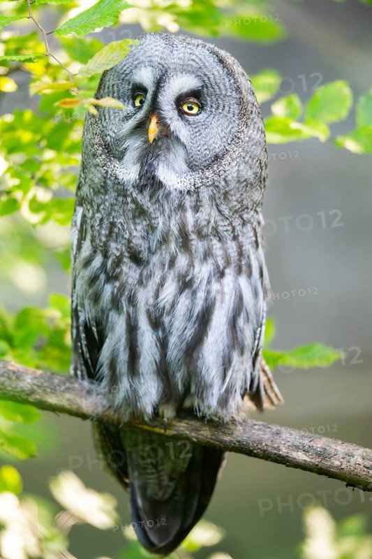Ural owl (Strix uralensis) sitting on a branch, captive, Zoo Augsburg, Germany