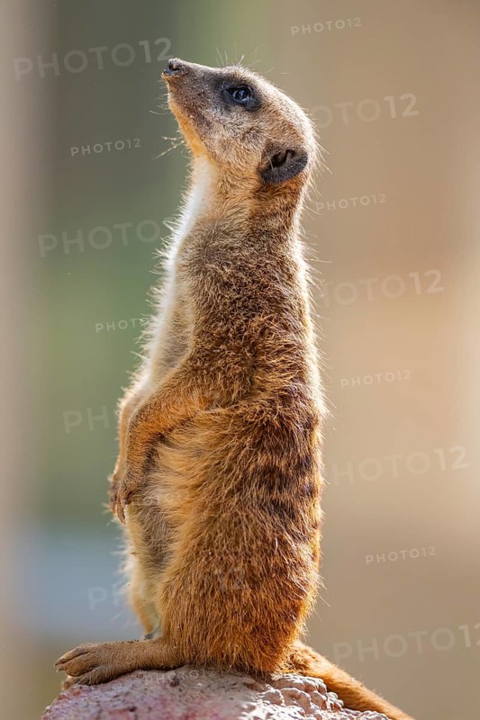Meerkat (Suricata suricatta) standing on an old tree trunk, captive, Zoo Augsburg, Bavaria, Germany