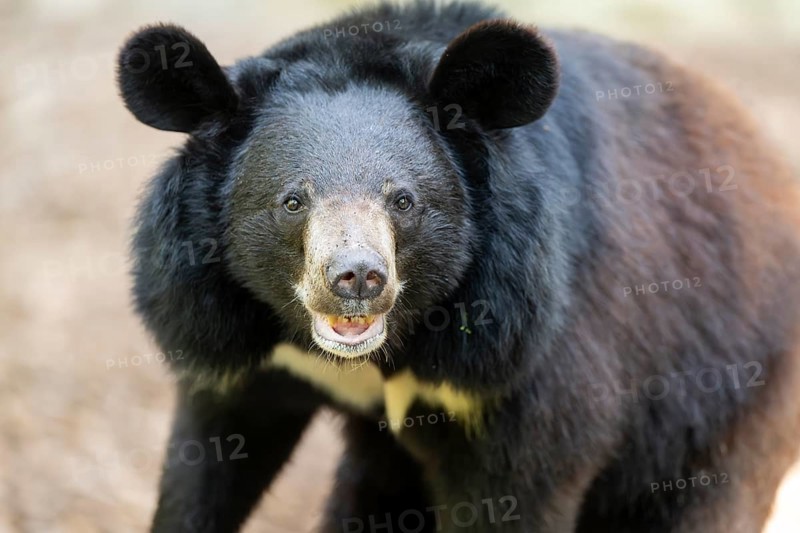 American black bear (Ursus americanus), portrait, captive, Zoo Augsburg, Bavaria, Germany