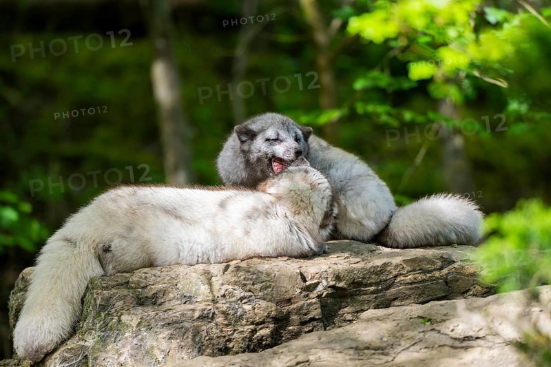 Arctic fox (Vulpes lagopus), captive, Bavaria, Germany