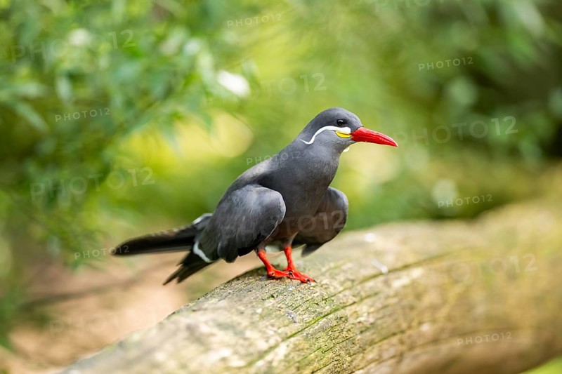 Inca tern (Larosterna inca) sitting on an old wood, captive, Zoo Augsburg, Germany