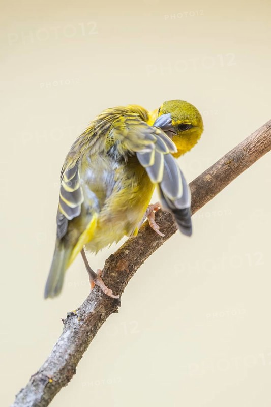 Village weaver (Ploceus cucullatus) sitting on a branch, captive, Zoo Augsburg, Germany