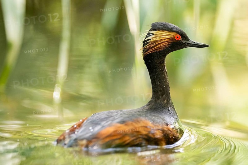 Black-necked grebe or eared grebe (Podiceps nigricollis) swimming in the water, captive, Zoo Augsburg, Germany