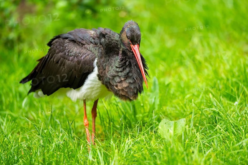 Black stork (Ciconia nigra) walking on a meadow, Bavaria, Germany