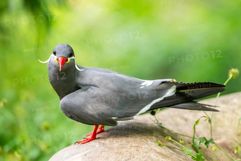 Inca tern (Larosterna inca) sitting on a rock, captive, Zoo Augsburg, Germany