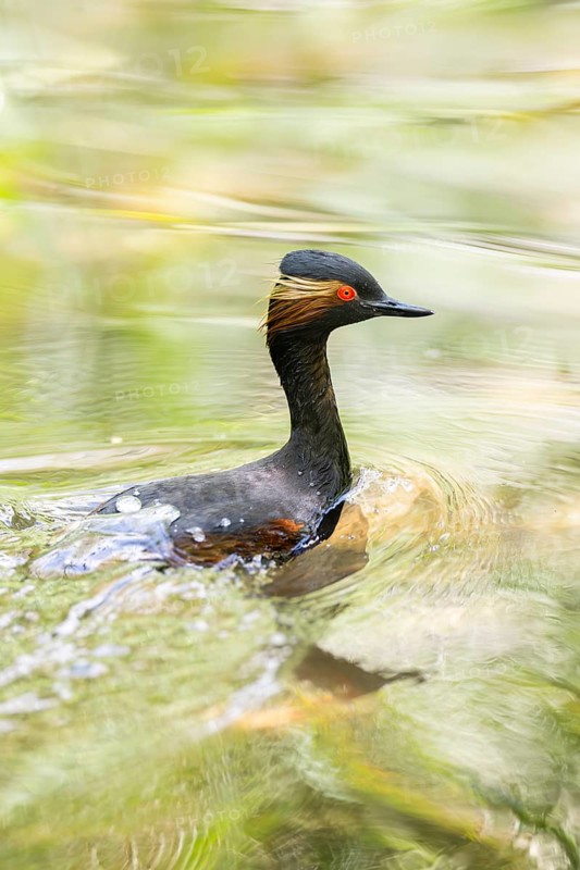 Black-necked grebe or eared grebe (Podiceps nigricollis) swimming in the water, captive, Zoo Augsburg, Germany