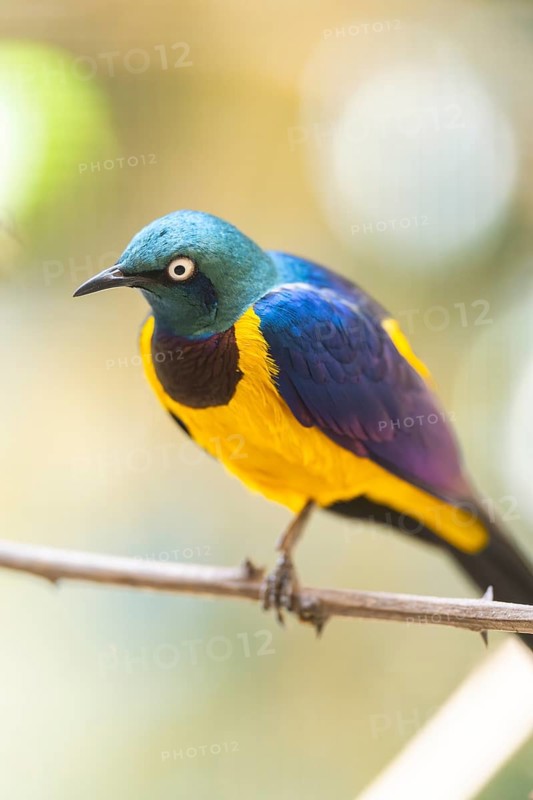 Superb starling (Lamprotornis superbus) sitting on a branch, captive, Zoo Augsburg, Germany