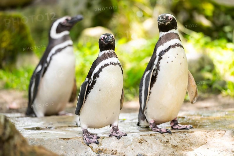 African penguin (Spheniscus demersus) standing on a rock, captive, Zoo Augsburg, Germany