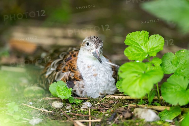 Ruff (Calidris pugnax) female lying on the ground, captive, Zoo Augsburg, Germany