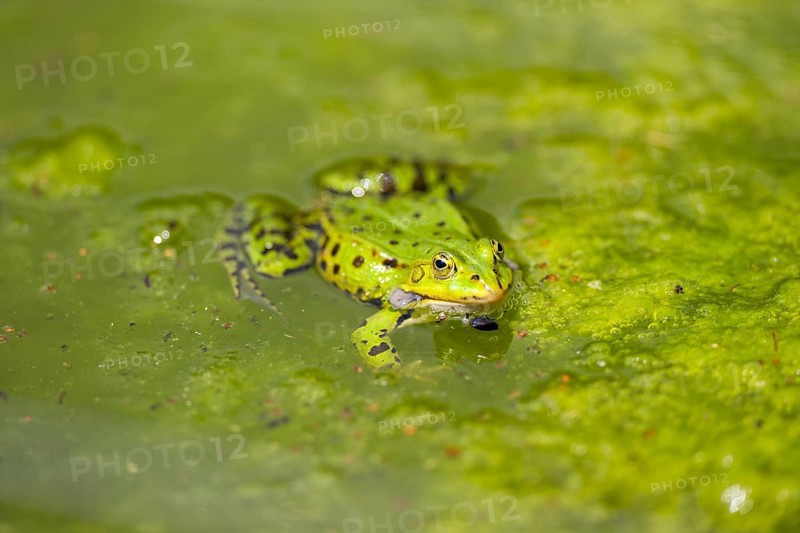 Edible frog (Pelophylax esculentus) in water, Bavaria, Germany