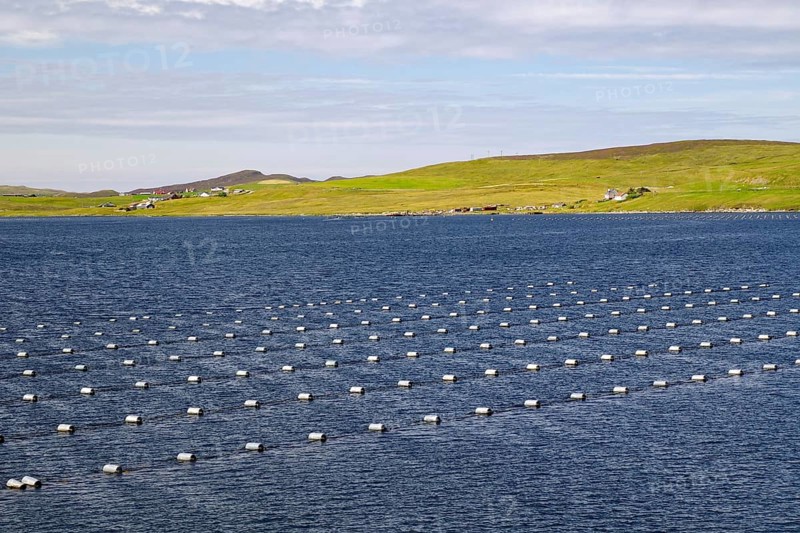 Regular arrangement of buoys on calm sea, surrounded by green coastal landscape, mussel farms, Mainland, Shetland Islands, Scotland, United Kingdom