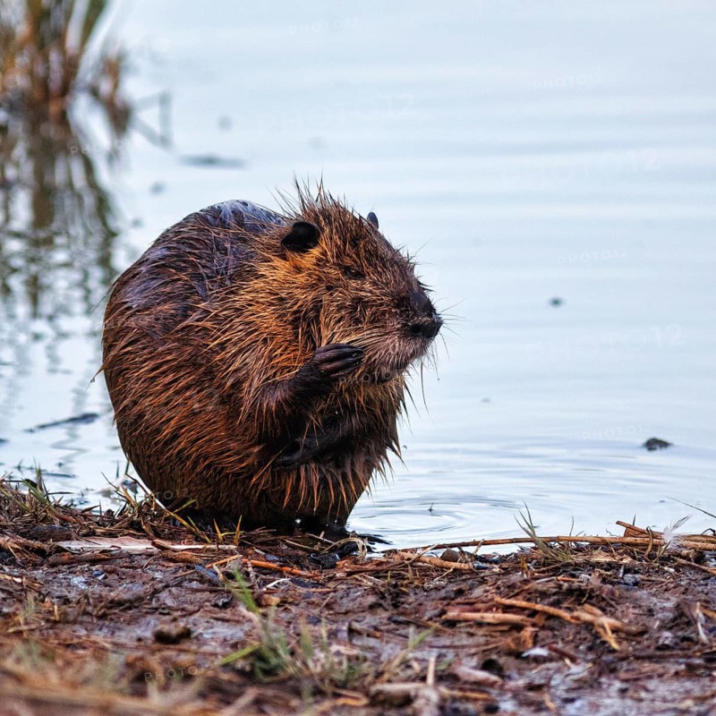 Nutria (Myocastor coypus) at the pond, bank, animal behaviour, Pont de Gau bird park, Saintes-Maries-de-la-Mer, Camargue Regional nature park Park, France