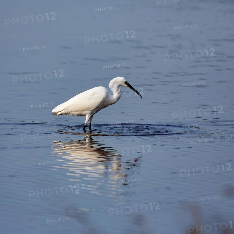 Little Egret (Egretta garzetta) in the pond, Pont de Gau Bird Park, Saintes-Maries-de-la-Mer, Camargue Regional nature park Park, France