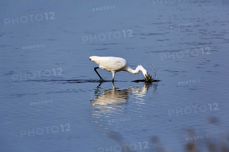 Little Egret (Egretta garzetta) in a pond, feeding, Pont de Gau Bird Park, Saintes-Maries-de-la-Mer, Camargue Regional nature park Park, France