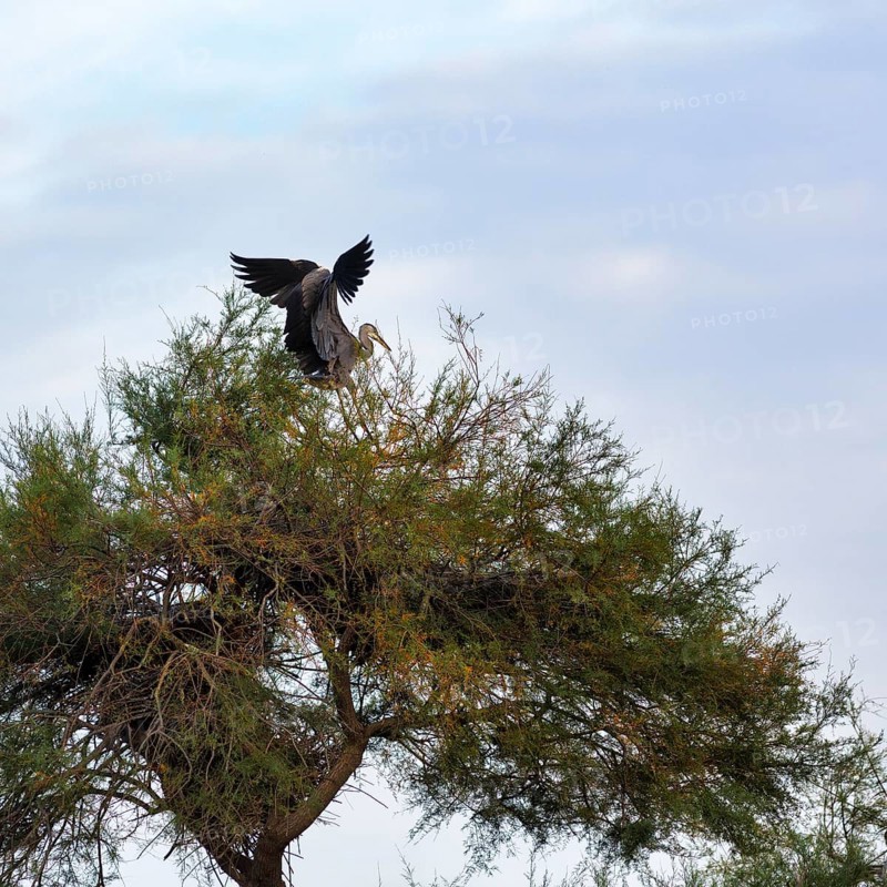 Grey heron (Ardea cinerea) landing in a tree, Pont de Gau Bird Park, Saintes-Maries-de-la-Mer, Camargue Regional nature park Park, France
