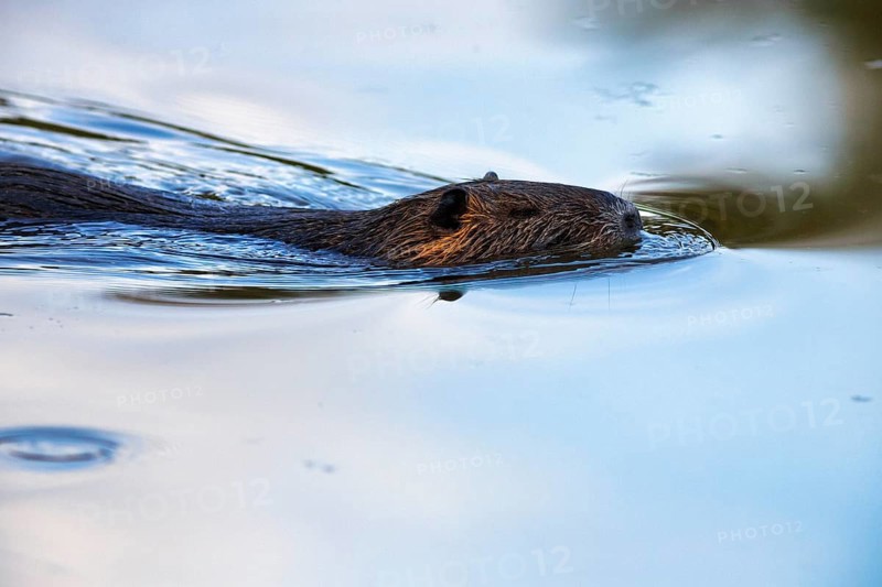 Nutria (Myocastor coypus) swimming in the pond, Pont de Gau Bird Park, Saintes-Maries-de-la-Mer, Camargue Regional nature park Park, France