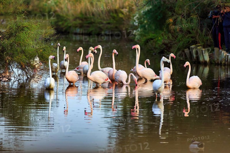 Pink flamingos (Phoenicopterus roseus) in the pond, Pont de Gau Bird Park, Saintes-Maries-de-la-Mer, Camargue Regional nature park Park, France