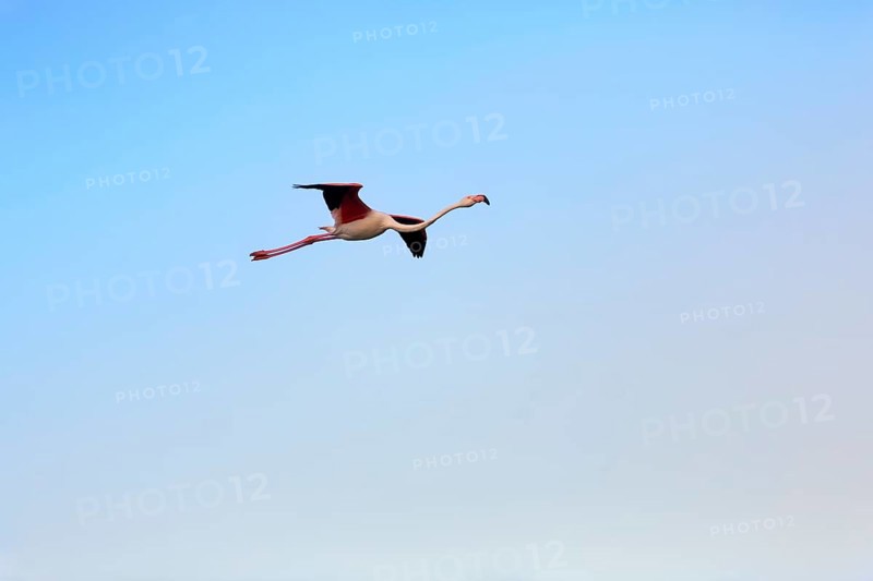 Pink flamingo (Phoenicopterus roseus) flying in the evening sky, free-ranging, Saintes-Maries-de-la-Mer, Camargue Regional Natural Park, France